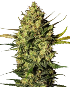 Master Kush cannabis bud with dense compact structure, rich green coloration, thick trichome layer and curled orange pistils on a dark background.
