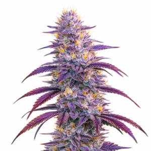 Mimosa cannabis plant with vibrant purple buds, bright orange pistils, and dense trichome coverage on white background
