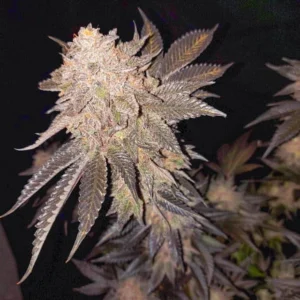 Mokum’s Tulip Strain cannabis bud with purple-tinged leaves, frosty trichomes, compact flower structure and subtle orange pistils in a dark setting.