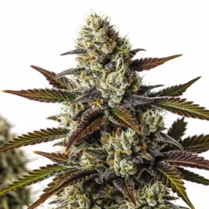 Moonbow cannabis plant with frosty dense buds, dark purple sugar leaves, and light orange pistils on white background