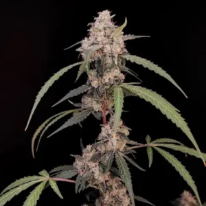 Original AK Auto autoflower cannabis plant by Fast Buds with long cola and frosty buds