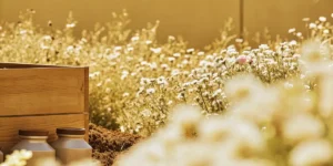 Outdoor garden with daisies and a wooden box under golden sunlight