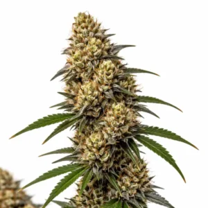 Papaya cannabis plant with dense resinous buds, bright orange pistils and deep green leaves during flowering on white background