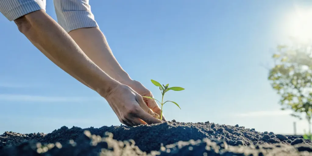 Gardener planting a small green seedling under a bright blue sky.