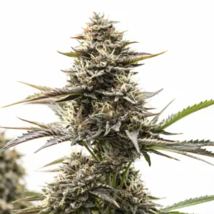 RS11 x Runtz cannabis plant with dense frosty buds, light orange pistils, and elongated green sugar leaves on white background