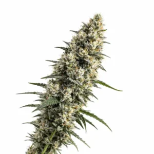 Somango cannabis plant with dense resin-coated buds, light orange pistils, and elongated green sugar leaves on white background