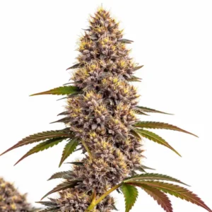 Super Boof cannabis plant with dense purple-tinged buds, bright yellow pistils and resin-coated flowers during flowering stage on white background