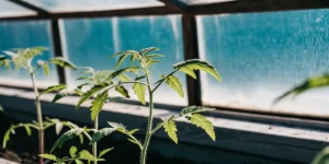 Young tomato seedlings growing inside a greenhouse under natural light.