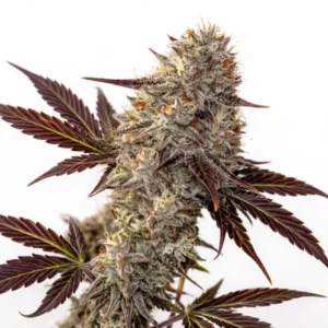 Watermelon Zkittlez cannabis flower with dense buds and dark purple leaves