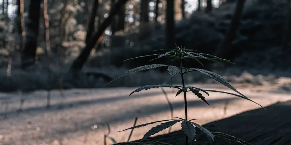 A young cannabis ruderalis plant growing in the shade of a forest.