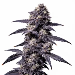 Zoap cannabis bud with dark purple leaves, frosty trichomes and creamy white pistils