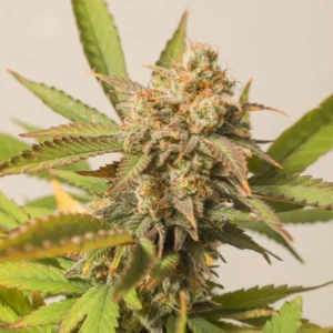 Strawberry Chemdawg OG Strain cannabis bud with dense structure, frosty trichomes, green leaves with slight purple tones and orange pistils.