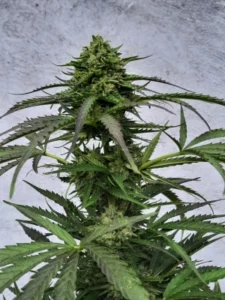 Auto Bruce Lemon Diesel Strain cannabis plant with tall structure, elongated buds, bright green leaves and visible trichome coverage in an indoor setting.