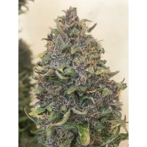 Auto Creeper cannabis bud with compact structure, frosty trichomes, dark green leaves and curled orange pistils in a neutral background.