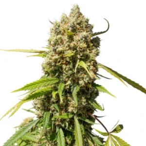 Auto Elephant Strain cannabis bud with tall compact structure, dense flower clusters, light green leaves and visible trichome coverage on a white background.