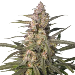 Auto Northern Dragon Fuel Strain cannabis bud with tall structure, frosty trichomes, light green leaves and orange pistils on a white background.