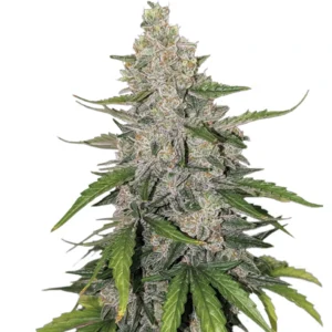 Auto Purple OG Punch cannabis bud with dense structure, frosty trichomes, light green leaves and subtle purple hues on a white background.