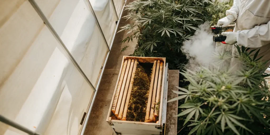 Beekeeping with a smoker near cannabis plants in a greenhouse