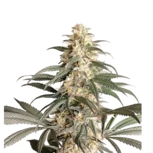 Black Lebanon strain cannabis bud with tall structure, frosty trichomes, dark green leaves and pale pistils on a white background.