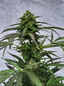 Bruce Lemon Diesel cannabis plant with tall structure, elongated buds, bright green leaves and visible trichome coverage in an indoor setting.