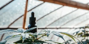 cannabis plant in greenhouse with cbd oil dropper bottle in background
