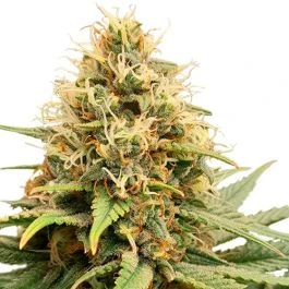 Crystal White Kush Strain cannabis bud with dense structure, frosty trichomes, bright green leaves and abundant white pistils on a white background.