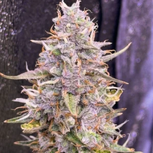 Frozen Biscotti cannabis bud covered in dense trichomes with frosty resin, compact structure, and sweet cookie genetics
