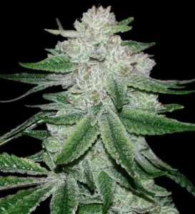 Gorilla Super Glue Strain cannabis bud with dense structure, heavy trichome coverage, dark green leaves and thick resin layers on a dark background.