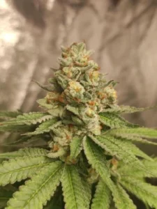Green Papaya Strain cannabis bud with compact structure, frosty trichomes, bright green leaves and vivid orange pistils in an indoor setting.