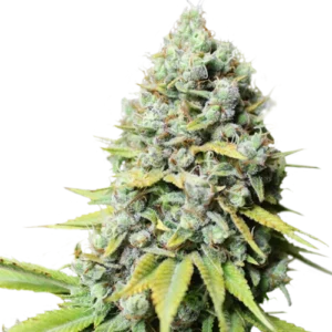 Kosher Haze cannabis bud with elongated structure, frosty trichomes, light green leaves with yellow tones and visible orange pistils.