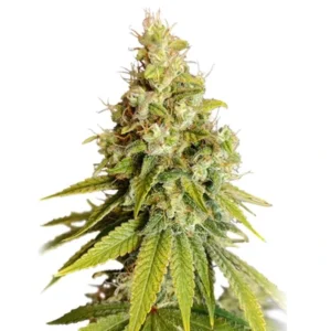 Lemon OG strain cannabis bud with dense structure, frosty trichomes, bright green leaves and pale orange pistils on a white background.