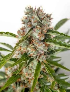 Orange Bud cannabis bud with compact structure, bright green leaves, frosty trichomes and vibrant orange pistils in a natural setting.