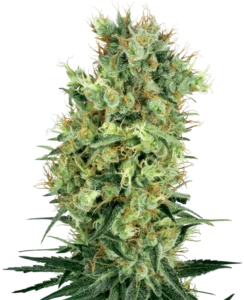 Orange Bud Regular cannabis bud with elongated structure, bright green coloration, abundant orange pistils and thick trichome coverage on a dark background.