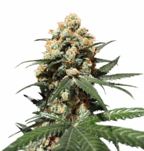 Orange Hill Special cannabis bud with dense structure, frosty trichomes, deep green leaves and bright orange pistils on a white background.