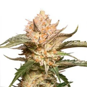 Orange Hill Special Regular cannabis bud with compact structure, light green tones, frosty trichomes and abundant orange pistils on a white background.