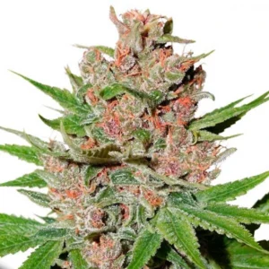 Passion Fruit cannabis bud with dense structure, frosty trichomes, bright green leaves and vivid orange pistils on a white background.