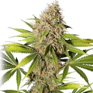 Pineapple Poison cannabis bud with tall structure, frosty trichomes, bright green leaves and abundant orange pistils on a white background.