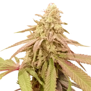 Purple OG Punch Strain cannabis bud with dense structure, frosty trichomes, purple-tinged leaves and bright orange pistils on a light background.
