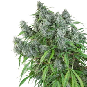 Regular Frosty Friday cannabis plant with multiple frosty buds, dense trichome coverage, bright green leaves and thick resin layers.