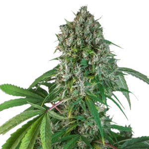 Regular Karel’s Herer Haze Strain cannabis bud with tall sativa-style structure, airy flowers, light green leaves and visible trichome coverage.