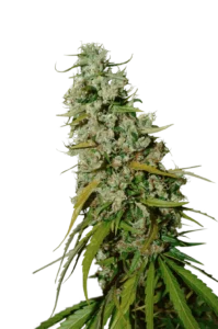 Regular Kees’ Old School Haze cannabis bud with tall sativa-style structure, airy flowers, frosty trichomes and light green leaves on a dark background.