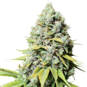 Regular Kosher Haze cannabis bud with tall sativa-style structure, frosty trichomes, light green leaves and yellowish tones on a white background.