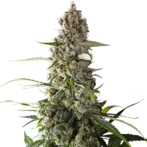 Regular Prima Hollandica Strain cannabis bud with tall structure, dense flower clusters, frosty trichomes and light green leaves on a white background.