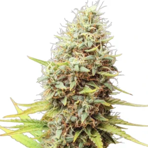 Regular Sour Tangie Dawg cannabis bud with tall structure, frosty trichomes, light green leaves and abundant orange pistils on a white background.