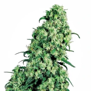 Skunk #1 Regular Strain cannabis bud with tall structure, bright green coloration, abundant white pistils and visible trichome coverage on a white background.