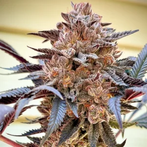 Slush Mint Cake cannabis bud with dense structure, frosty trichomes, purple-tinged leaves and bright orange pistils in a natural light setting.