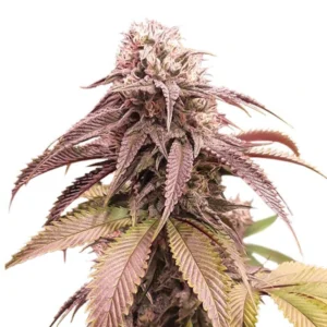 Strawberry Cookies Strain cannabis bud with dense structure, frosty trichomes, purple-tinged leaves and orange pistils on a white background.