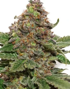 Strawberry Cough cannabis bud with dense structure, frosty trichomes, bright green leaves and orange pistils on a white background.