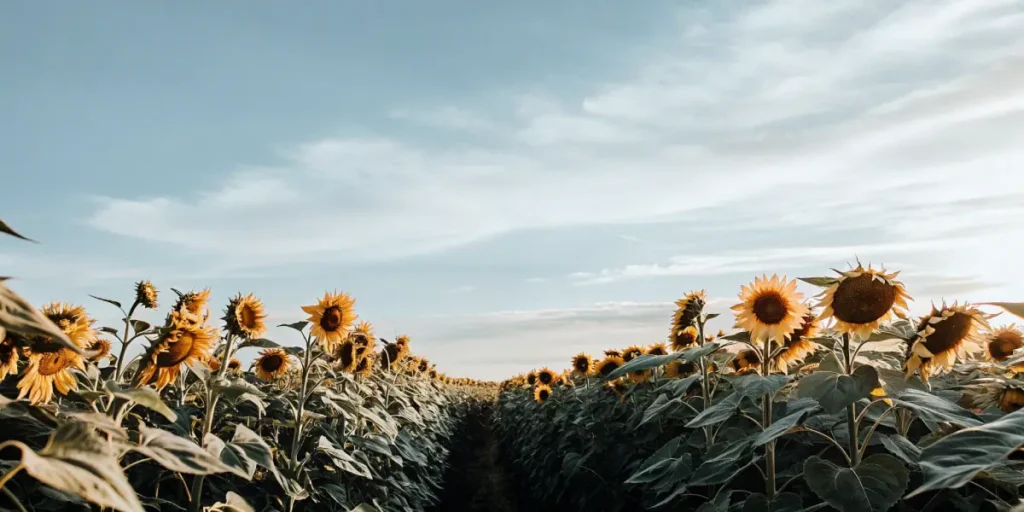 wide field of blooming sunflowers stretching to the horizon under a bright blue sky