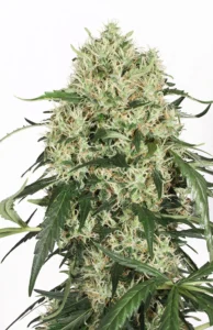 The Ultimate cannabis bud with large compact structure, bright green leaves, abundant white pistils and visible trichome coverage on a white background.